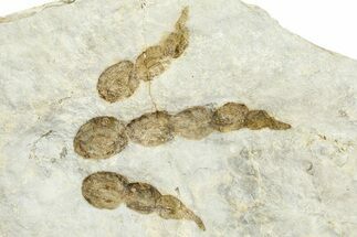 Dinosaur (Grallator) Track - Negative Impression #366849