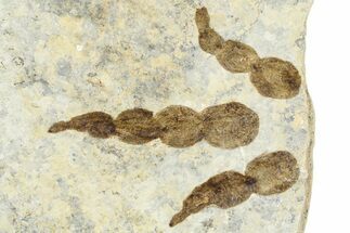 Dinosaur (Grallator) Track - Negative Impression #366854