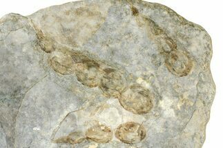 Enormous, Dinosaur (Grallator) Track - Negative Impression #366866