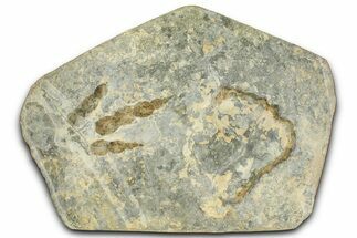 Dinosaur (Grallator) Track - Negative Impression #366868