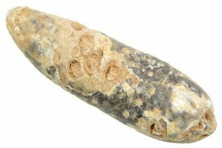 Fossil Cycadophyte Seed Cone - Boujdour, Morocco #348988
