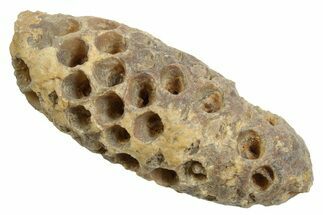 Fossil Cycadophyte Seed Cone - Boujdour, Morocco #348991