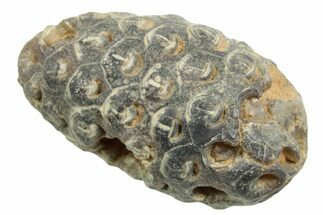 Fossil Cycadophyte Seed Cone - Boujdour, Morocco #348994