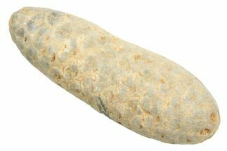Fossil Cycadophyte Seed Cone - Boujdour, Morocco #348999