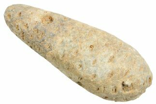 Fossil Cycadophyte Seed Cone - Boujdour, Morocco #349026