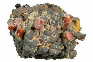 Small Red Vanadinite Crystals on Goethite - Morocco #366228