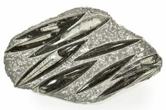 Polished Fossil Orthoceras (Cephalopod) Plate - Morocco #359669
