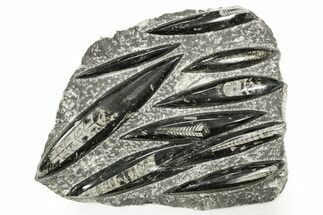 Polished Fossil Orthoceras (Cephalopod) Plate - Morocco #359681