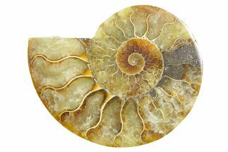 Cut & Polished Ammonite Fossil (Half) - Madagascar #364849