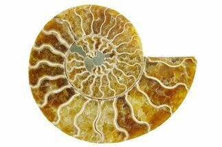 Cut & Polished Ammonite Fossil (Half) - Madagascar #364855