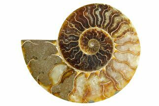 Cut & Polished Ammonite Fossil (Half) - Madagascar #364865