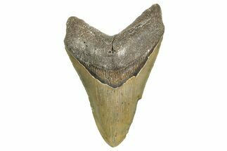 Fossil Megalodon Tooth - North Carolina #365993