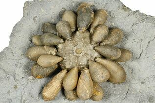 Echinoderm Fossils For Sale