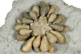 Jurassic Club Urchin (Asterocidaris) - Boulemane, Morocco #366897
