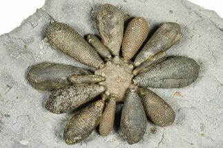 Jurassic Club Urchin (Asterocidaris) - Boulemane, Morocco #366898