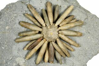 Echinoderm Fossils For Sale