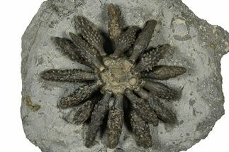 Jurassic Club Urchin (Caenocidaris) - Boulemane, Morocco #366920