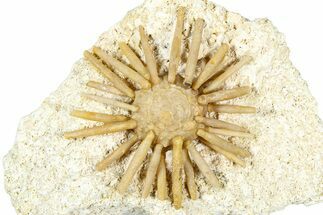 Cretaceous Fossil Urchin (Salenia) - Missour, Morocco #366925