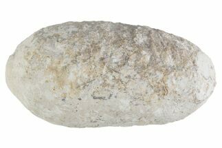 Eocene Fossil Crocodile Egg - Bouxwiller, France #366869