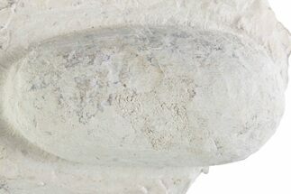 Eocene Fossil Crocodile Egg - Bouxwiller, France #366872