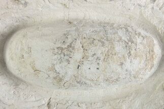 Eocene Fossil Crocodile Egg - Bouxwiller, France #366876