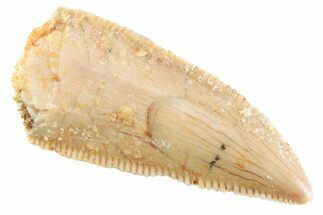 Serrated Raptor Premaxillary Tooth - Real Dinosaur Tooth #364798