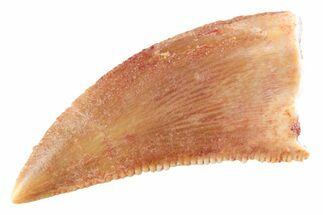Serrated Raptor Tooth - Real Dinosaur Tooth #364805
