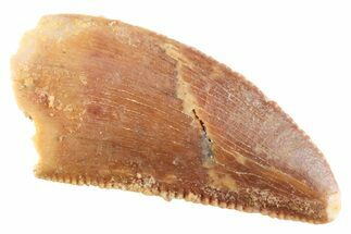 Serrated Raptor Tooth - Real Dinosaur Tooth #364806