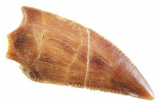 Serrated Raptor Tooth - Real Dinosaur Tooth #364807