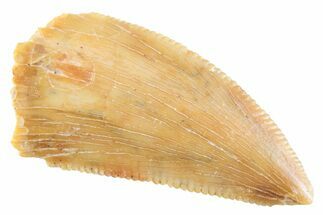 Serrated Raptor Tooth - Real Dinosaur Tooth #364812