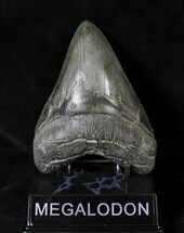 Beautiful Upper Megalodon Tooth - South Carolina #19385