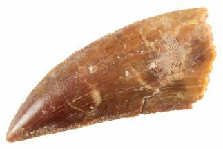 Serrated Raptor Tooth - Real Dinosaur Tooth #364822