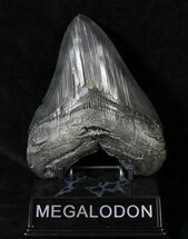 Collector Quality Megalodon Tooth - Sharp Serrations #19387