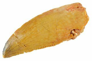 Serrated Raptor Tooth - Real Dinosaur Tooth #364854