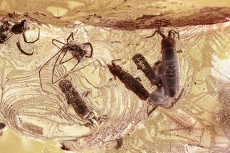 Detailed Fossil Spider, Aphid, and Eight Springtails in Baltic Amber #367247