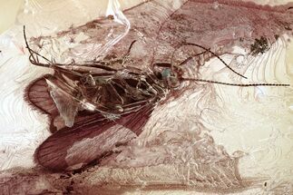 Detailed Fossil Caddisfly (Trichoptera) In Baltic Amber - Green Eyes! #367305
