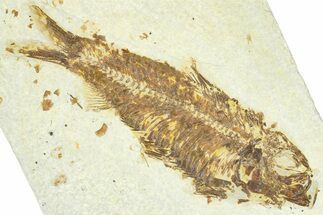 Detailed Fossil Fish (Knightia) - Wyoming #367437