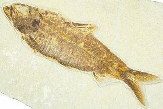 Detailed Fossil Fish (Knightia) - Wyoming #367438