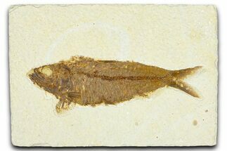 Detailed Fossil Fish (Knightia) - Wyoming #367442