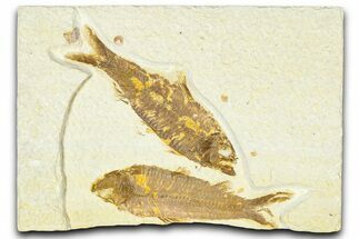 Limestone with Two Fossil Fish (Knightia) - Wyoming #367478
