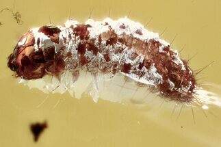Detailed Fossil Moth (Lepidoptera) Larva in Baltic Amber #367389