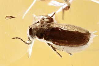 Detailed Fossil False Flower Beetle (Scraptiidae) in Baltic Amber #367391