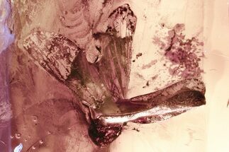 Detailed Fossil Leafhopper (Cicadellidae) In Baltic Amber #367428
