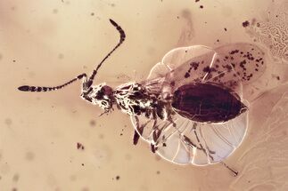 Detailed Fossil Parasitoid Wasp (Diapriidae) In Baltic Amber #367433