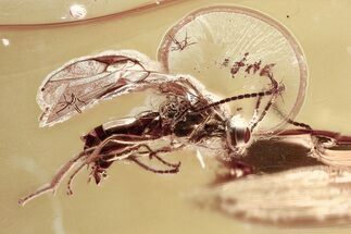 Detailed Fossil Parasitoid Wasp and Fungus Gnat In Baltic Amber #367439