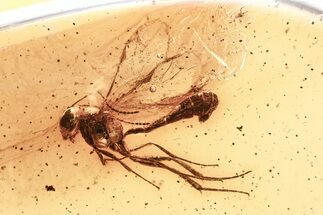 Detailed Fossil Ichneumon Wasp (Ichneumonidae) In Baltic Amber #367450
