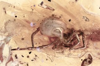 Detailed Fossil Spider (Araneae) In Baltic Amber #367456