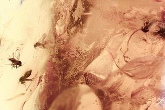 Four Fossil Biting Midges (Ceratopogonidae) in Baltic Amber #367466