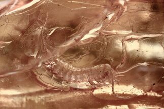 Detailed Fossil Bristletail (Machilidae) In Baltic Amber #367313