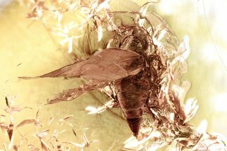 Detailed Fossil Leafhopper and Mite In Baltic Amber #367498